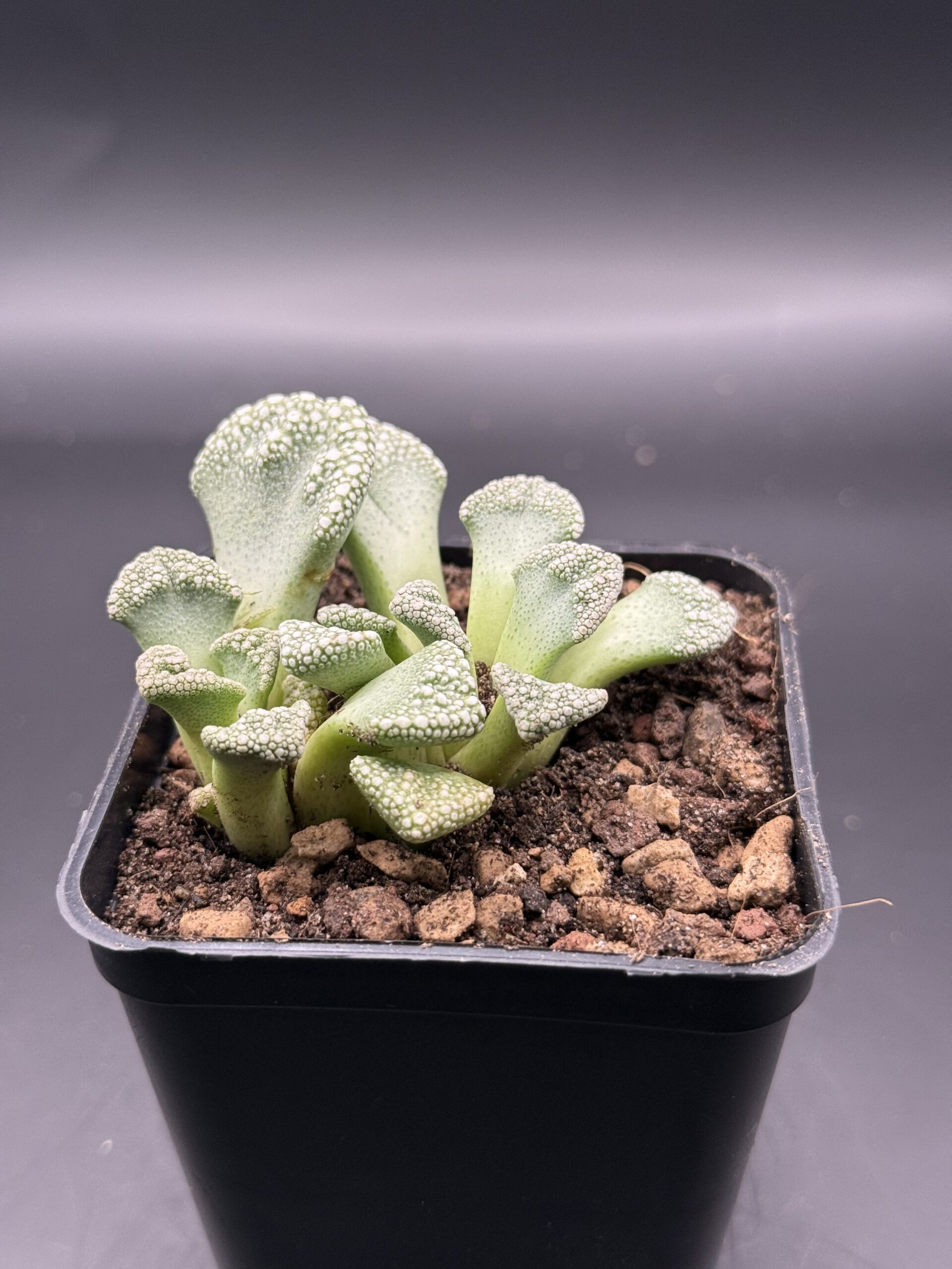 Titanopsis calcarea – La succulenta che sembra una roccia - immagine 3