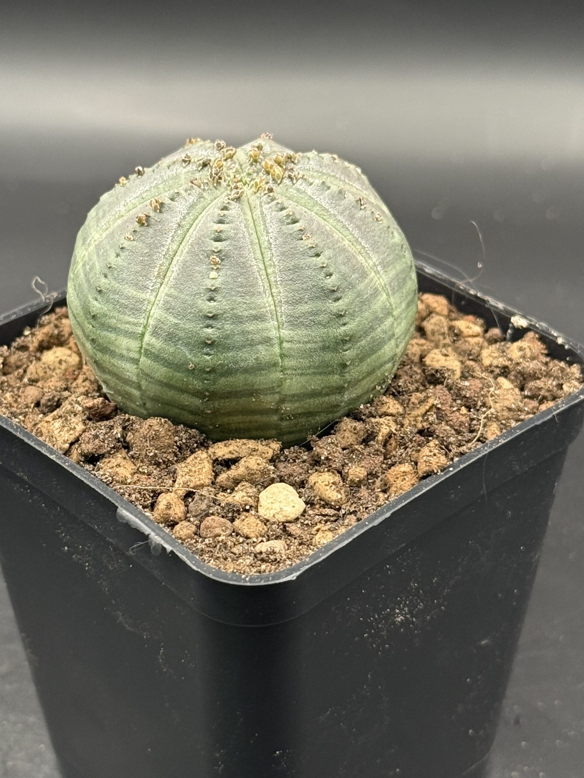 Euphorbia Obesa - immagine 3