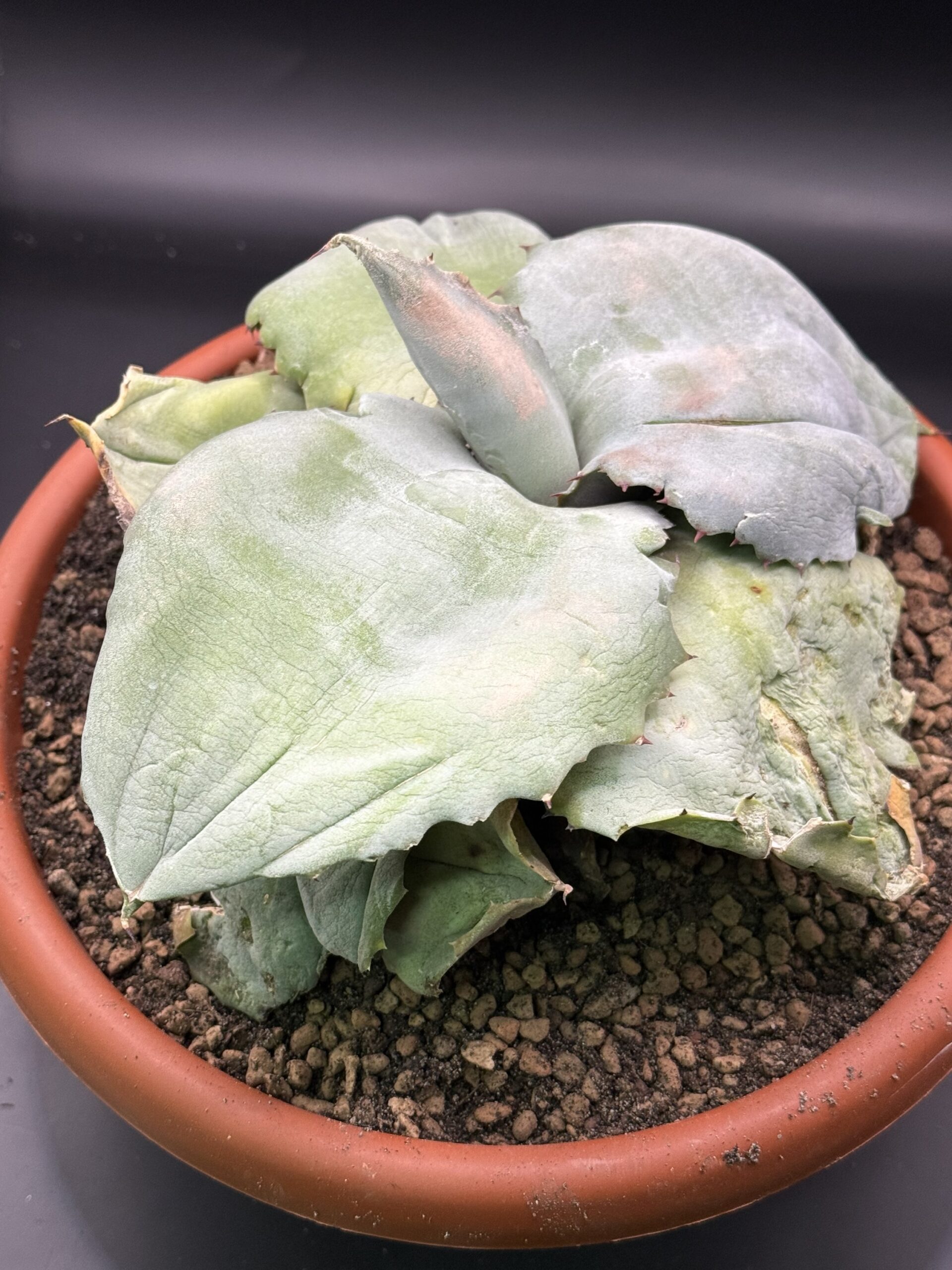 Agave Marmorata Vaso 20 cm - immagine 3