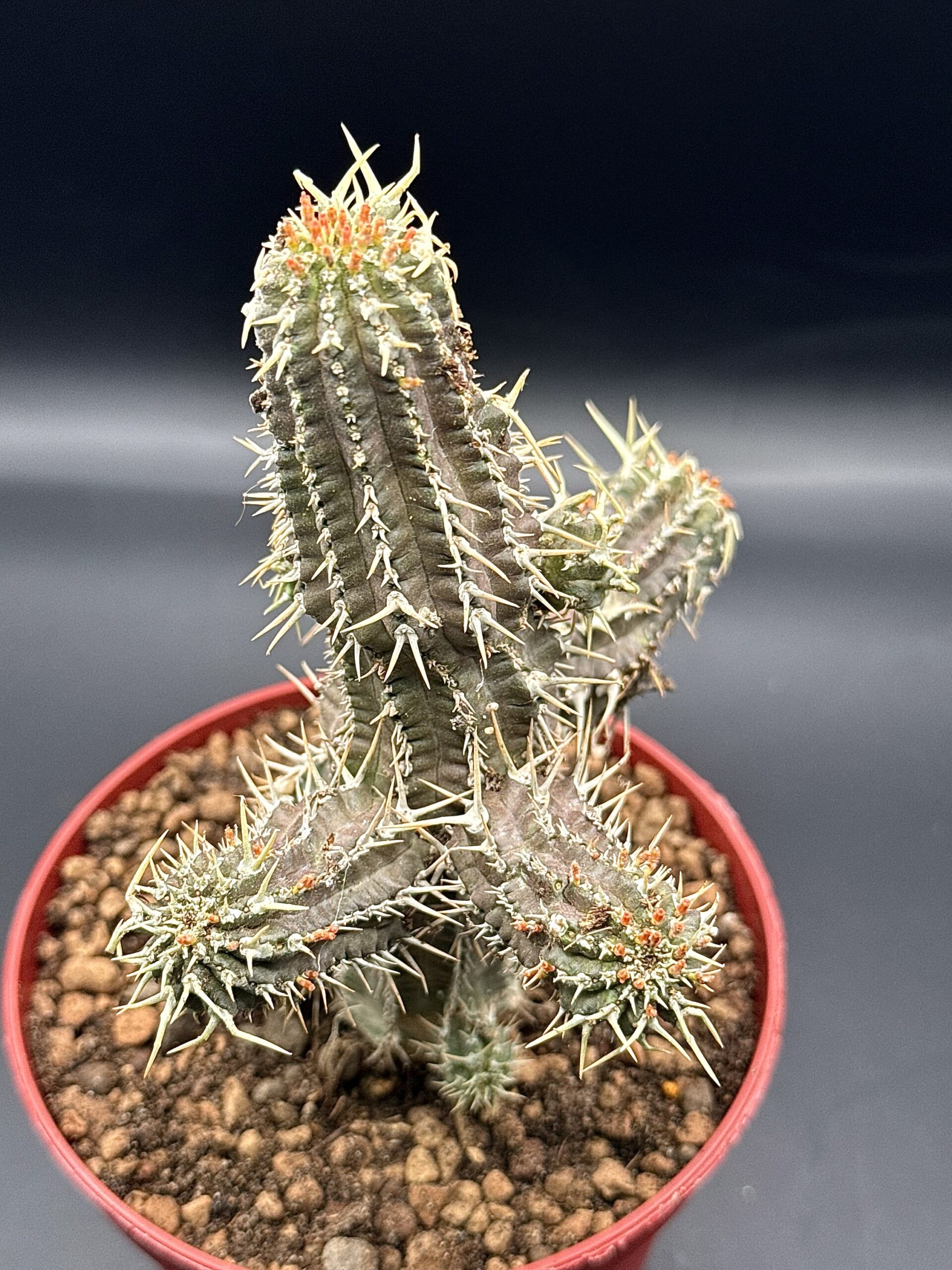 Euphorbia Philipsioides Vaso 12 Cm - immagine 4