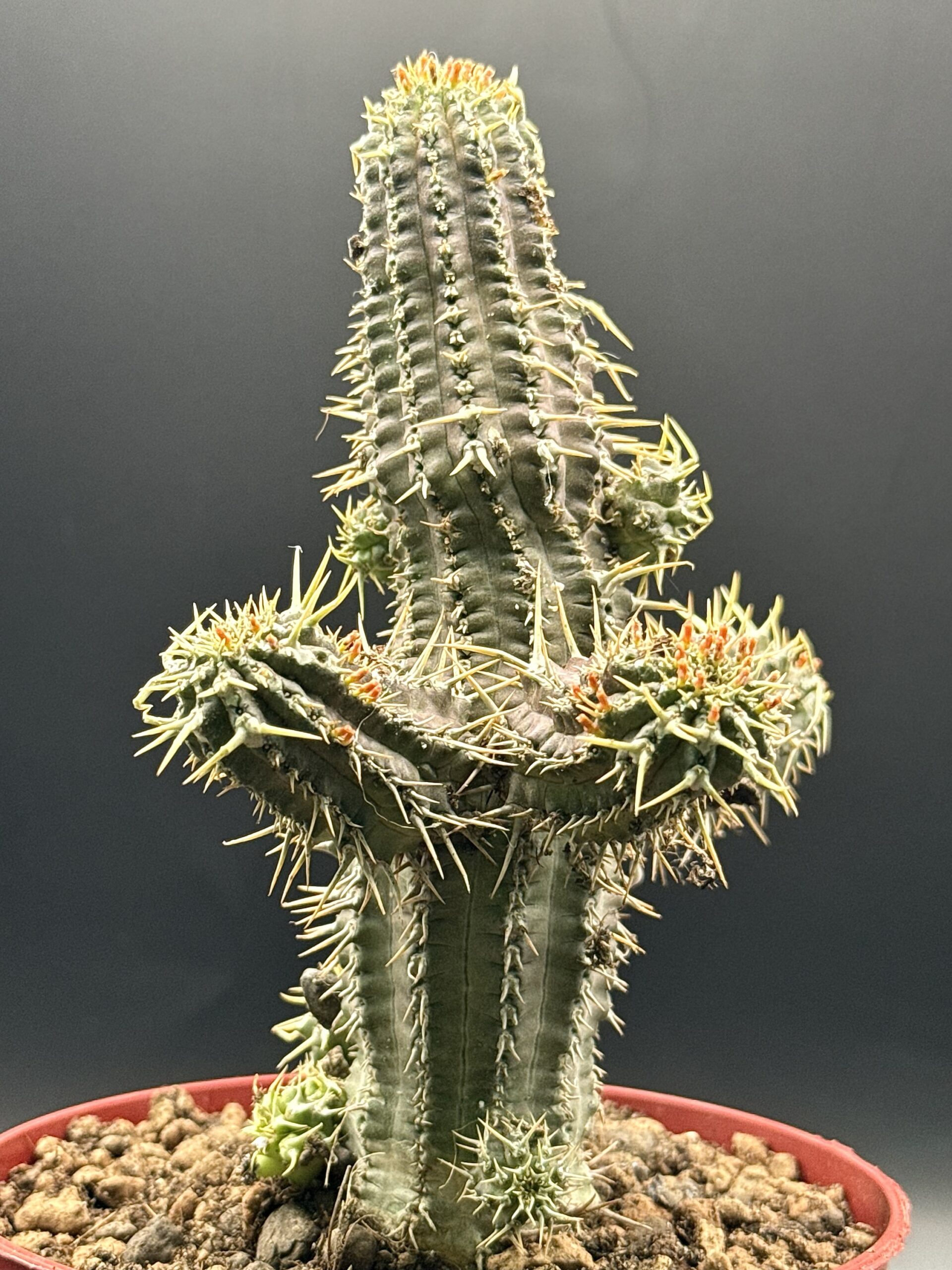 Euphorbia Philipsioides Vaso 12 Cm - immagine 3
