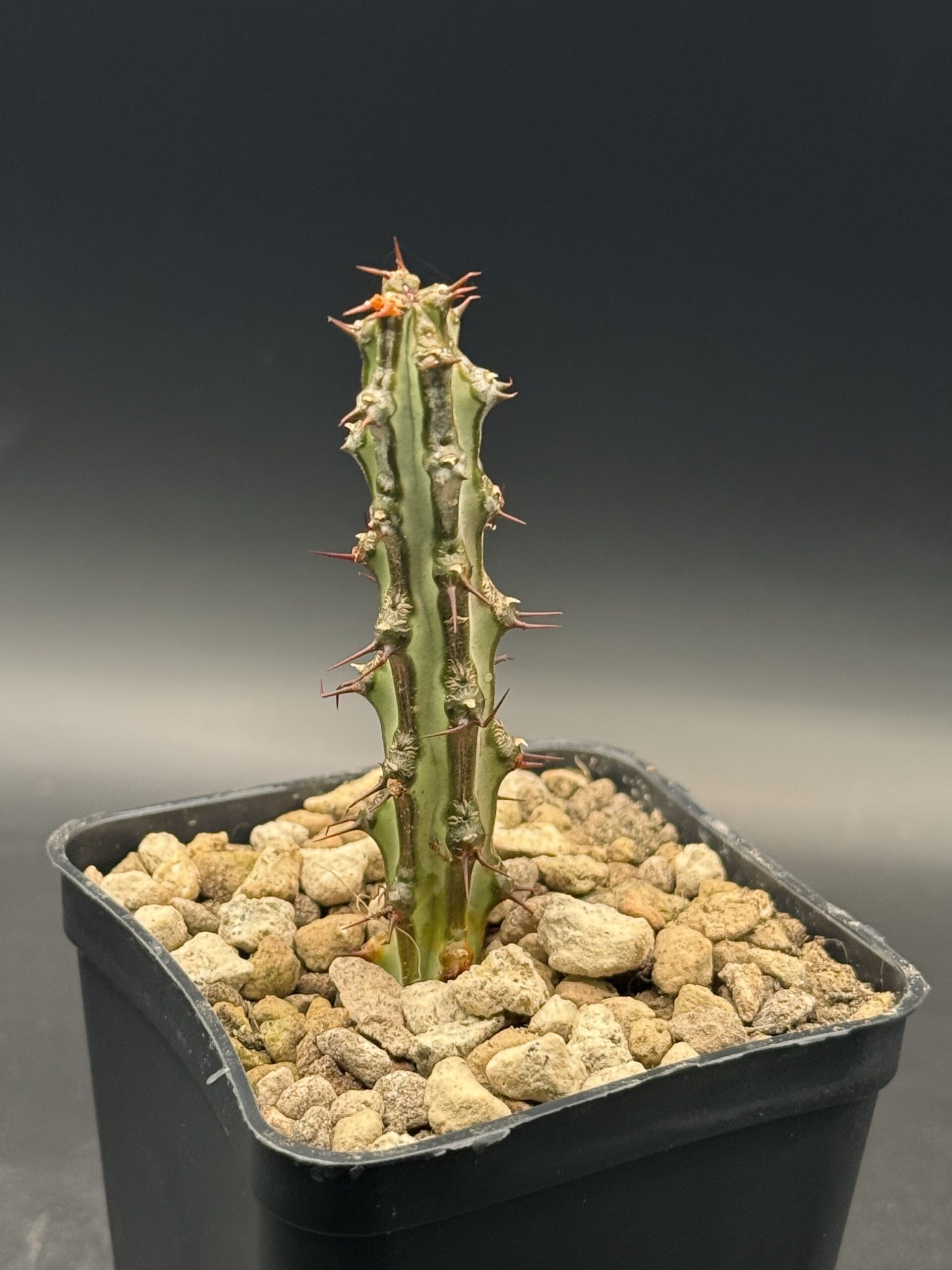 Euphorbia sp. nova Somalia - immagine 3