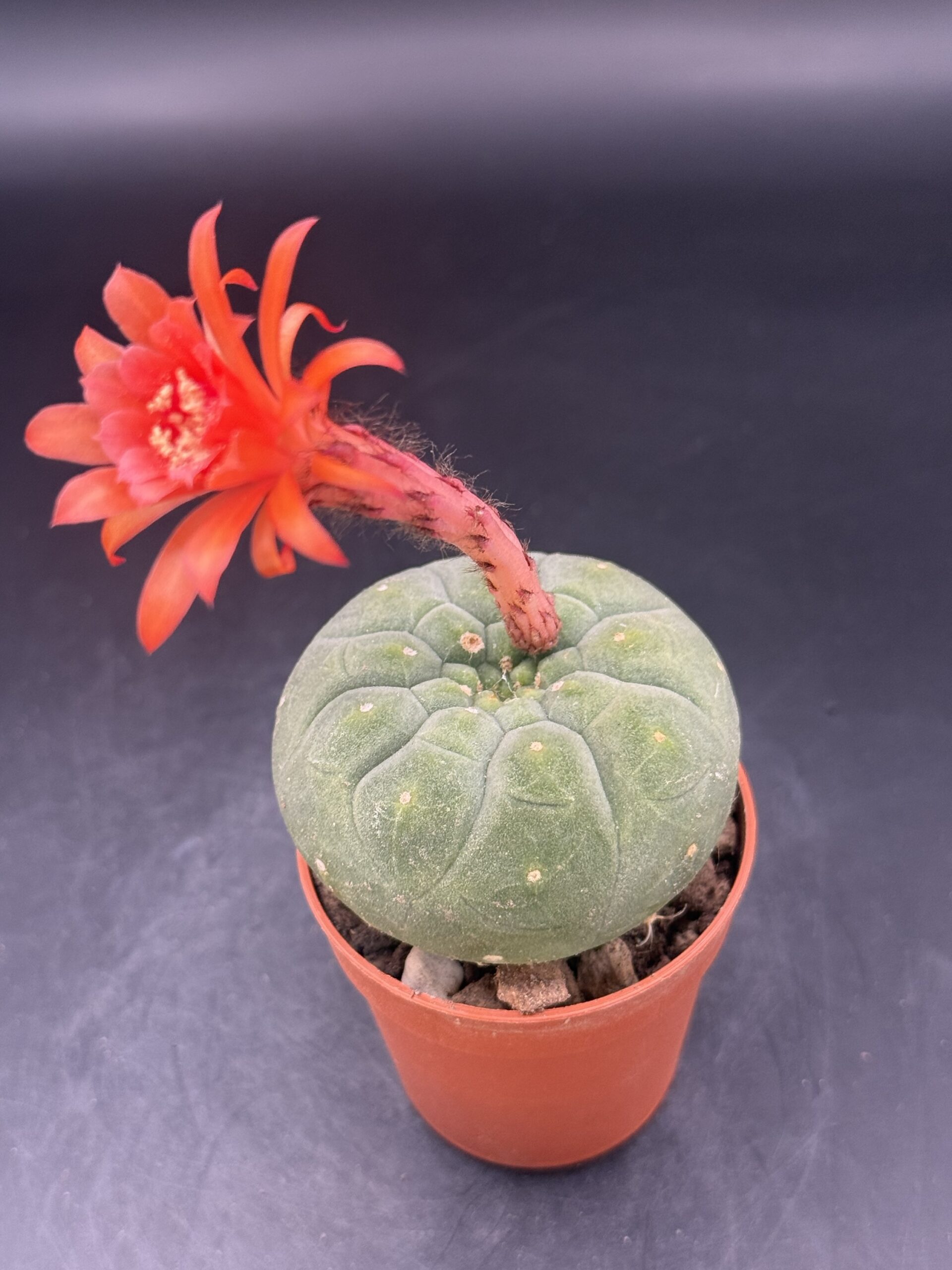 Matucana Madisoniorum vaso 6,5 cm - immagine 4