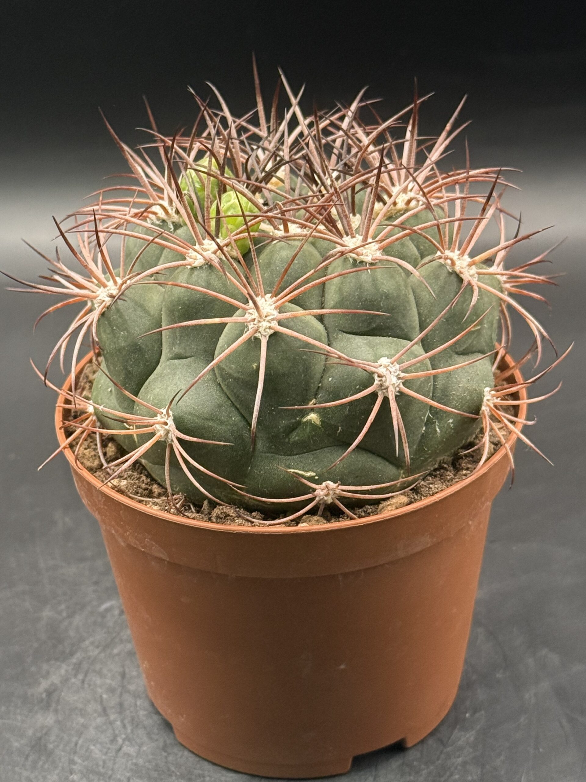 Gymnocalycium Saglionis vaso 10 cm - immagine 4