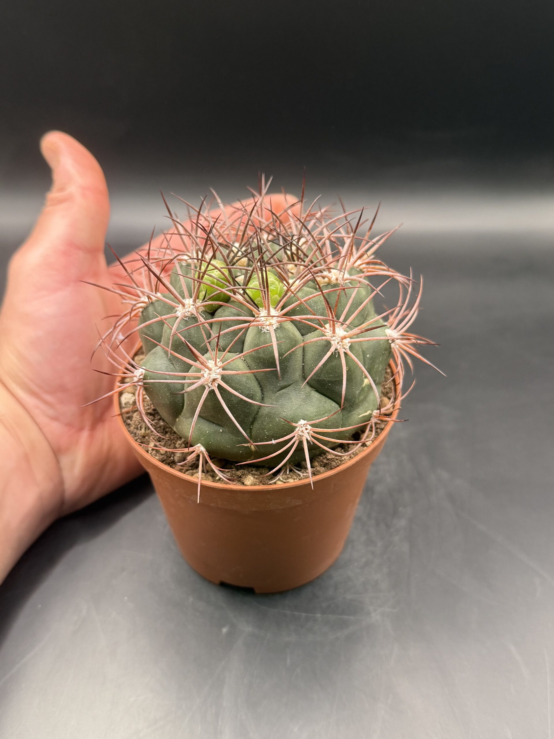 Gymnocalycium Saglionis vaso 10 cm - immagine 5